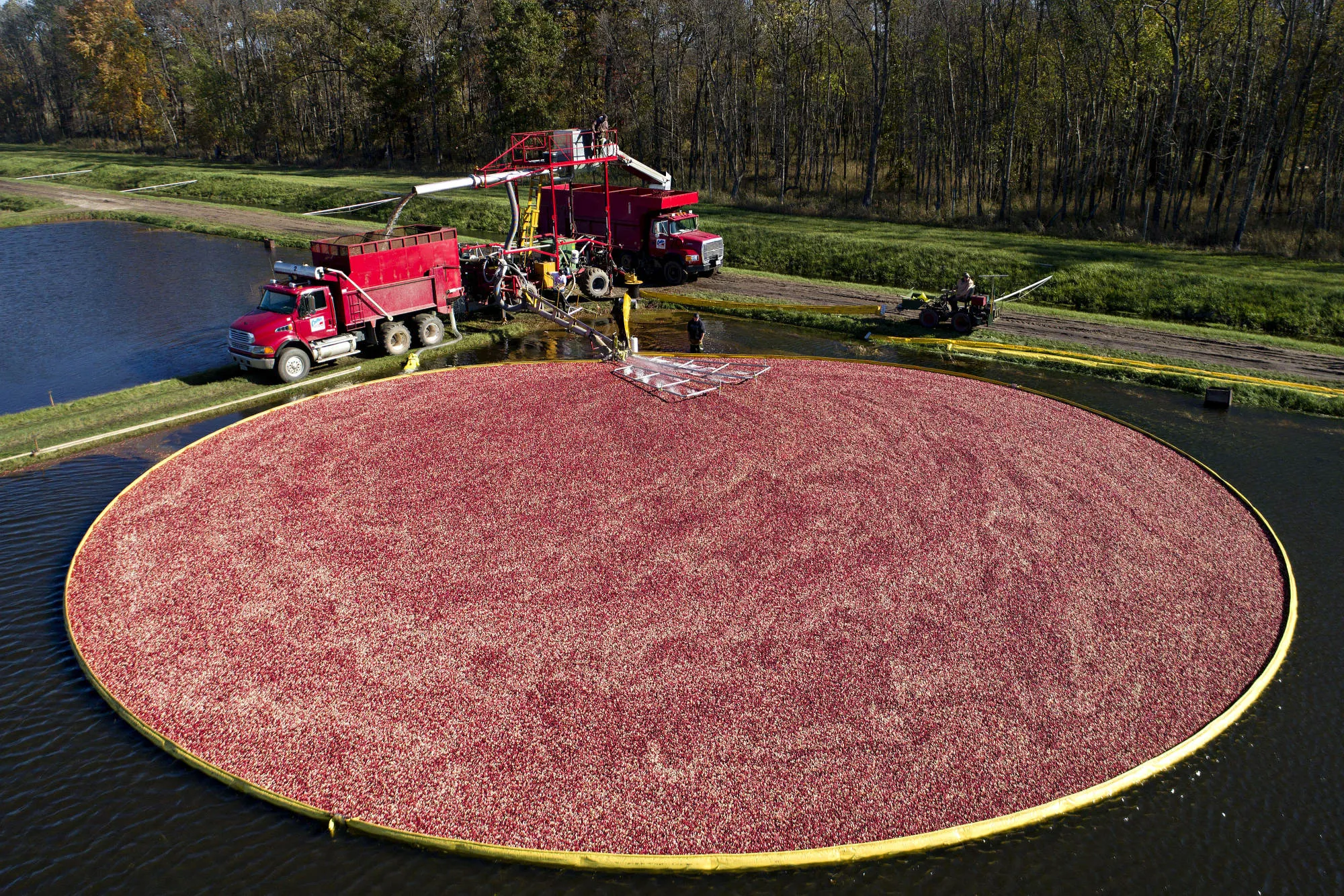 A containment boom surrounds floating cranberries in a flooded bog during harvest in Camp Douglas, Wisconsin.