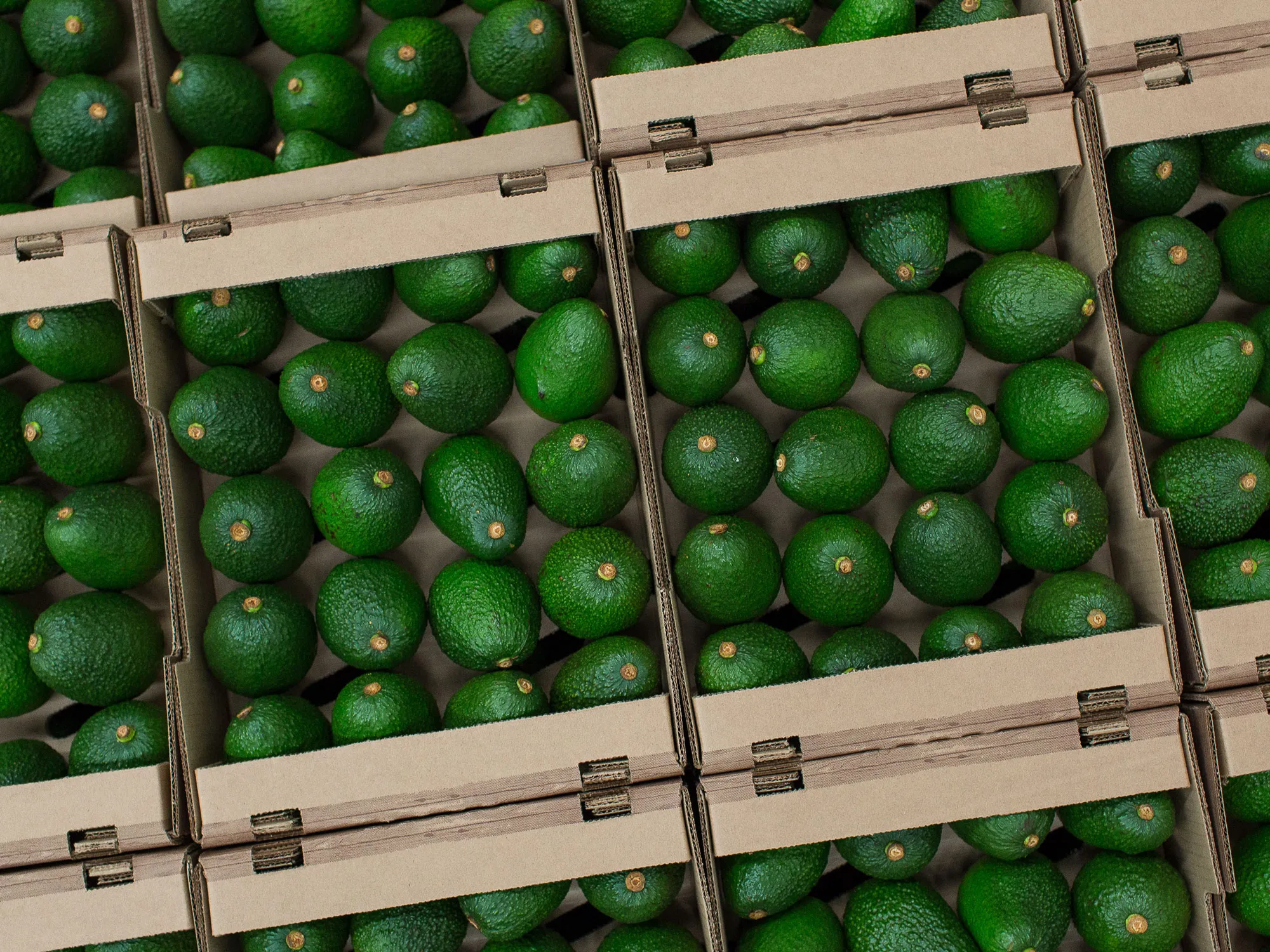 Avocado Farming And Harvest As Colombia Releases Trade Balance Figures