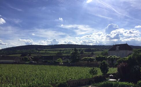 The afternoon sun over a village vineyard in Meursault, Burgundy.