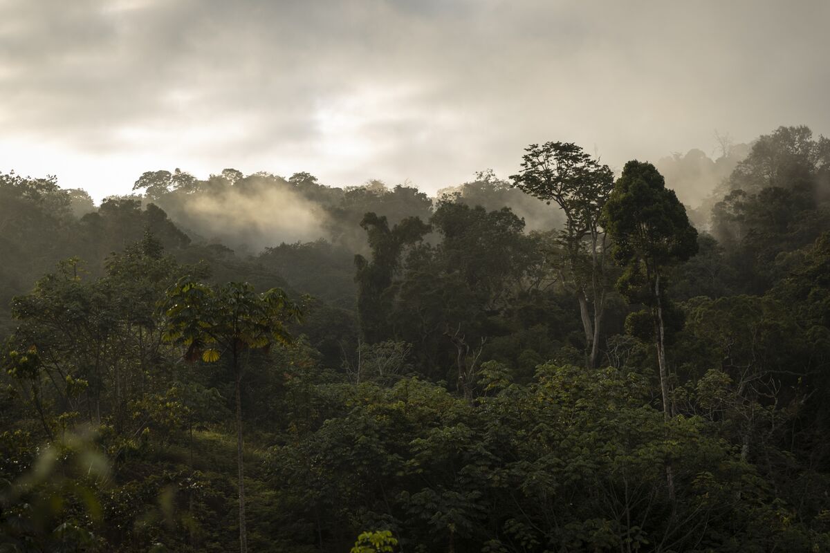 Are Carbon Offsets a Good Solution to the Climate Change Crisis ...