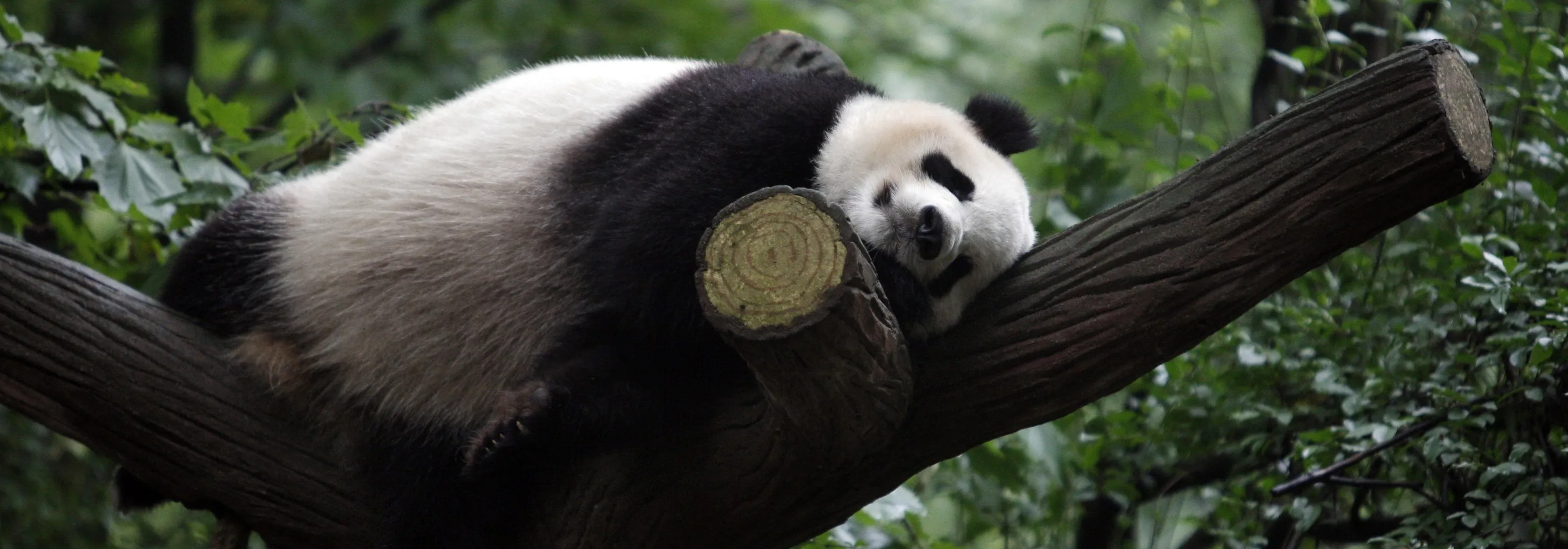 CH: Lack Of Tourists Aftr Earthquake At Pandas Breeding Center in Chengdu