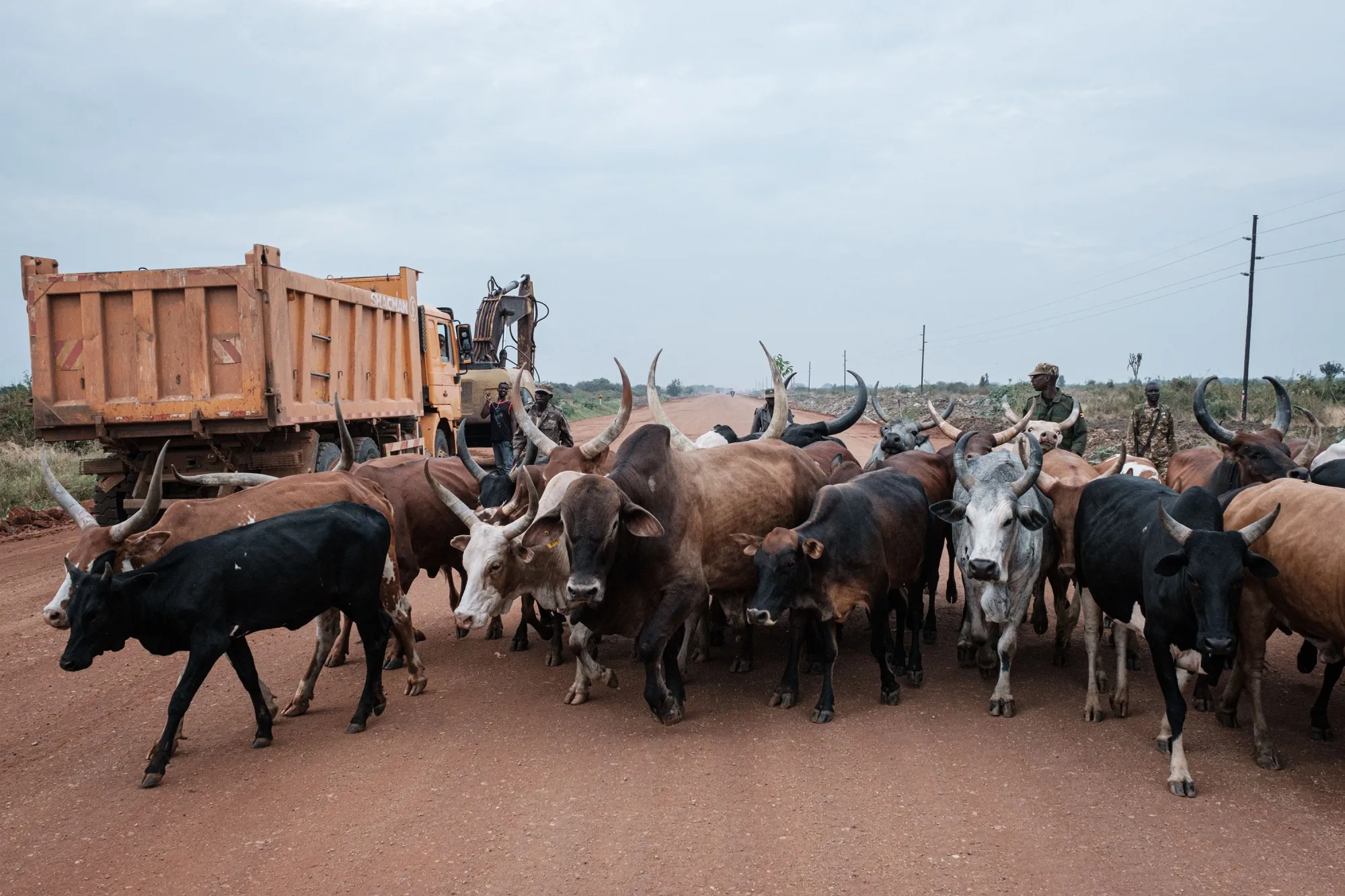 Cattle walk along the road where an oil pipe line is to be constructed near Biso in western Uganda.
