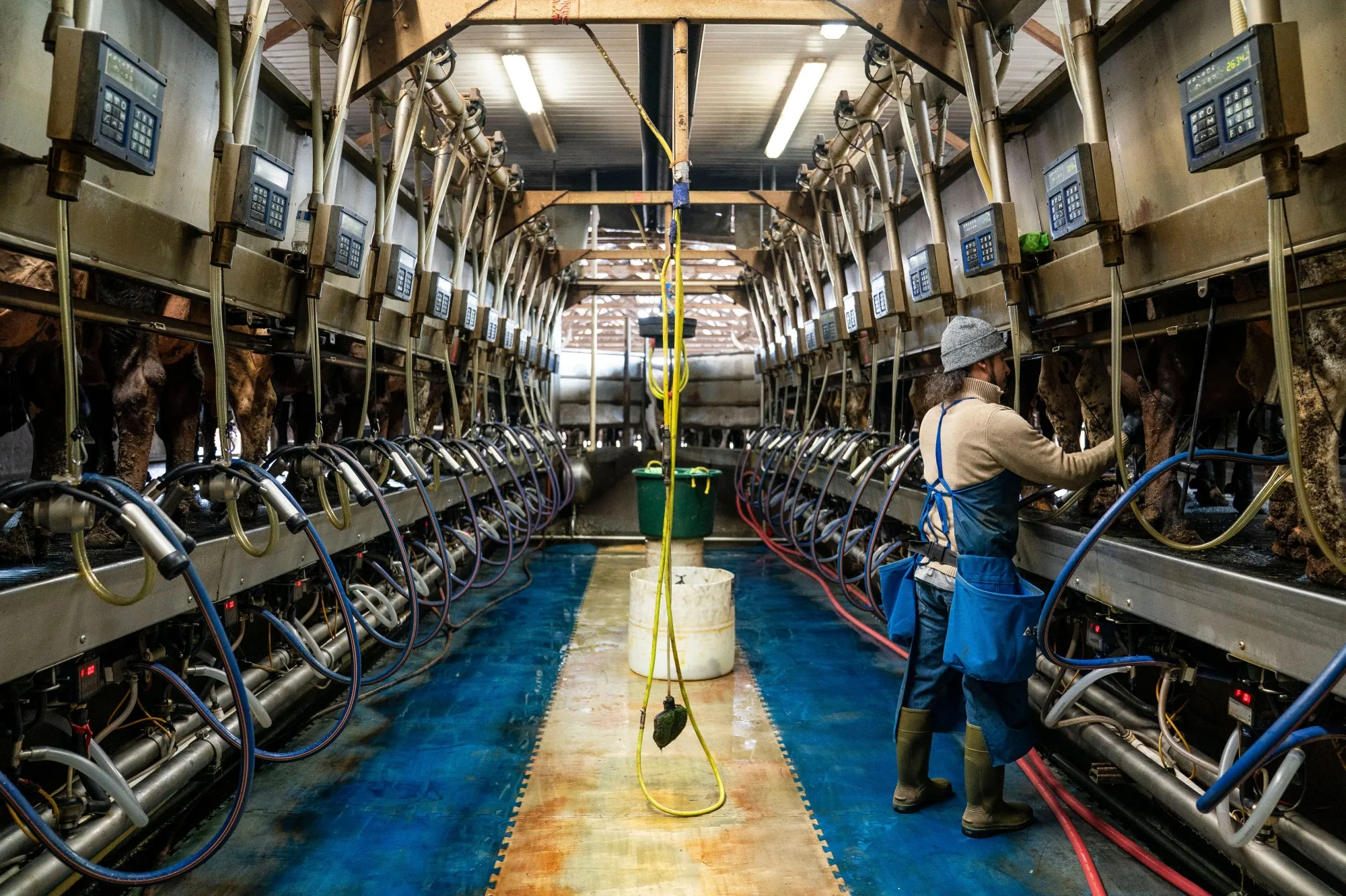 A worker prepares cows to be milked at a dairy farm in Mount Vernon, Washington.