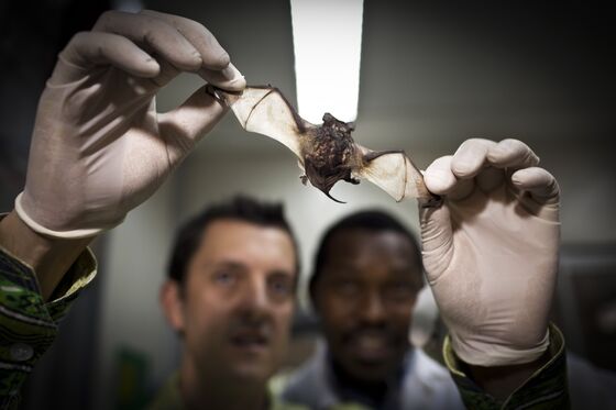 A Bat Cave Run by Monks Shows It’s Hard to Banish Virus Risk
