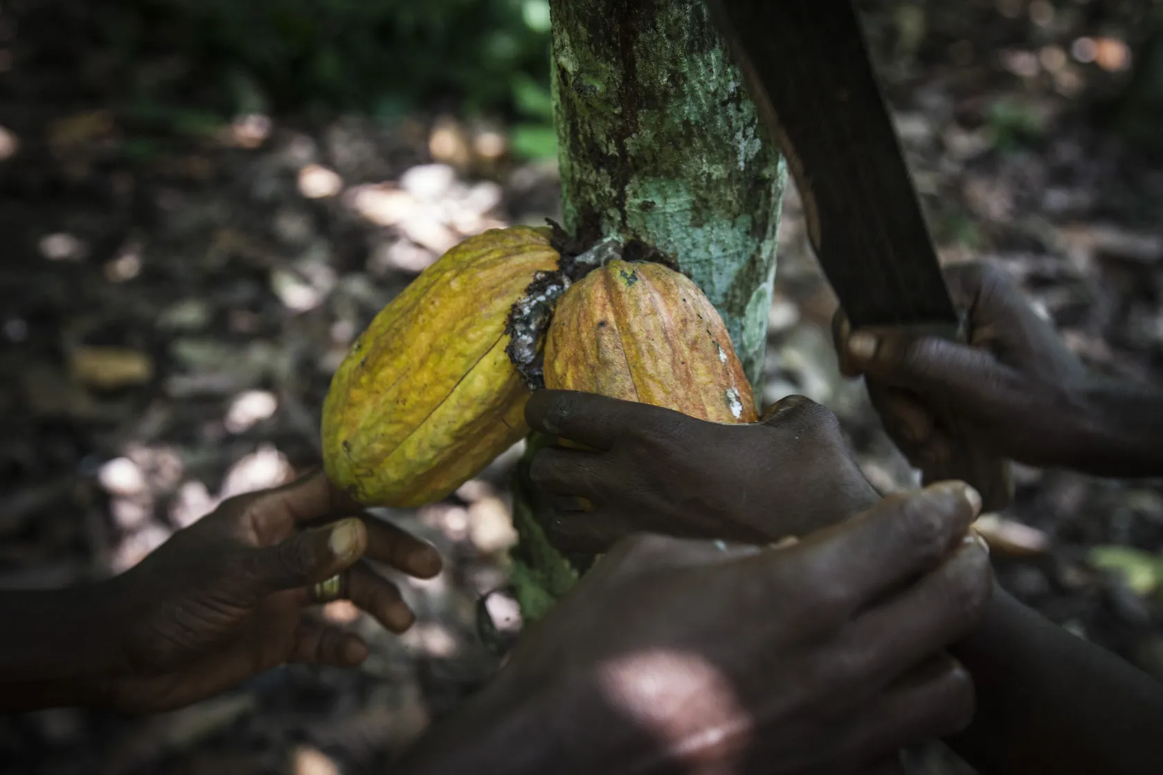 Workers harvest cocoa fruit from trees on a cocoa plantation.