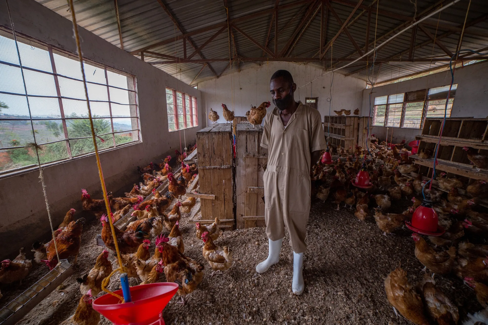A farmer tends a flock of chickens supplied by Hatch Africa in Kigali, Rwanda.