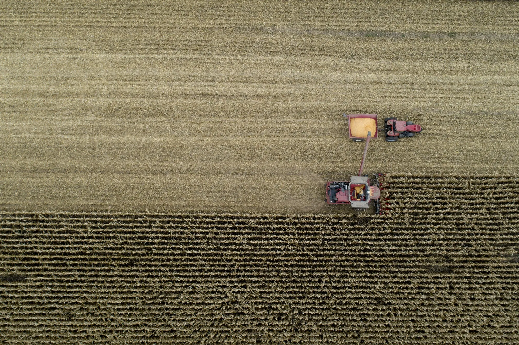 Corn is harvested in Princeton, Illinois.