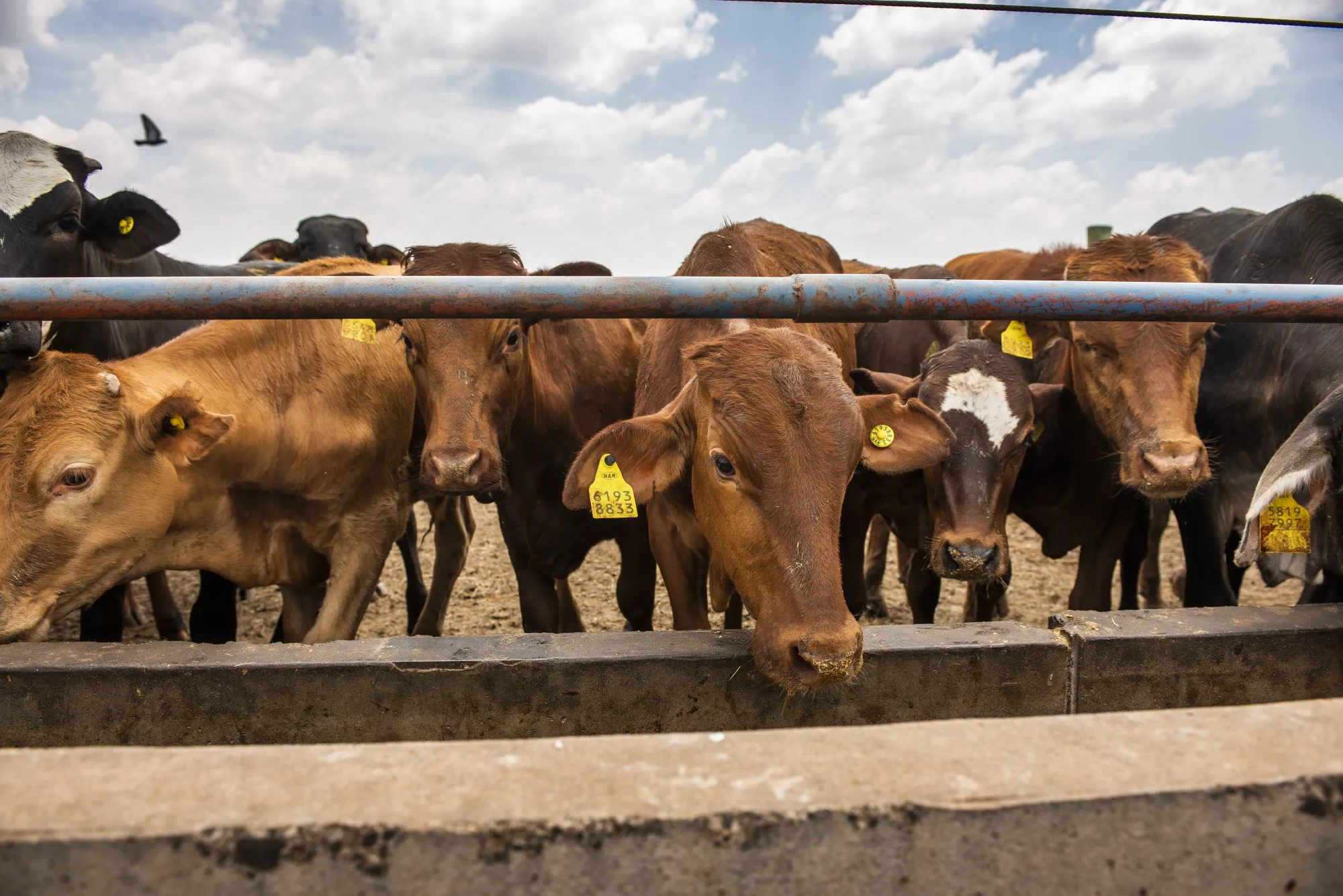 Cattle at a farm in South Africa.