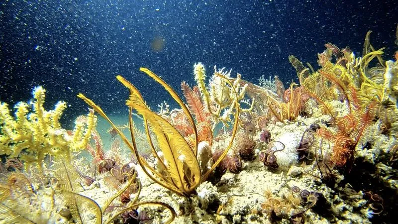 The Amazon Reef.
