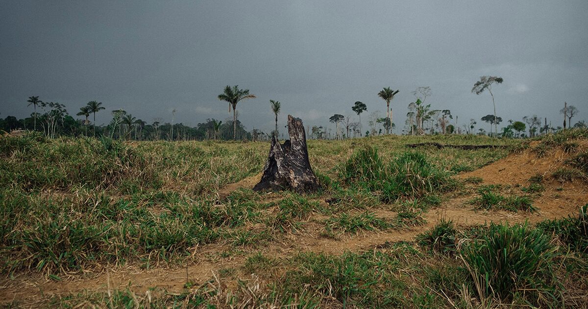 Brazil vote could decide fate of the  rainforest — and Earth