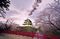 Cherry blossoms.