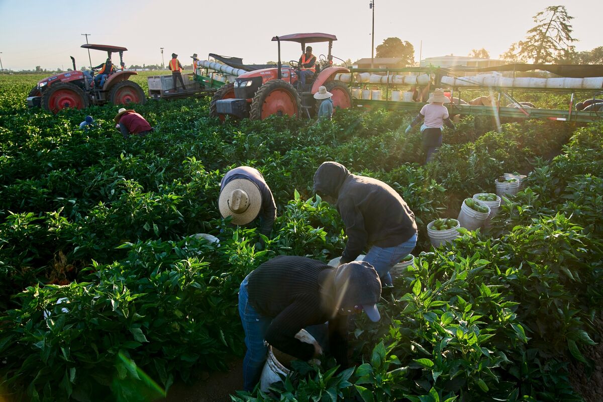 ⚫️ BLOOMBERG: Calo dell'iscrizione nelle scuole charter californiane a causa della repressione immigratoria di Trump