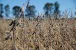 A Soy Harvest As Crop Futures Fall On Brazil Real Crash And Virus Woes