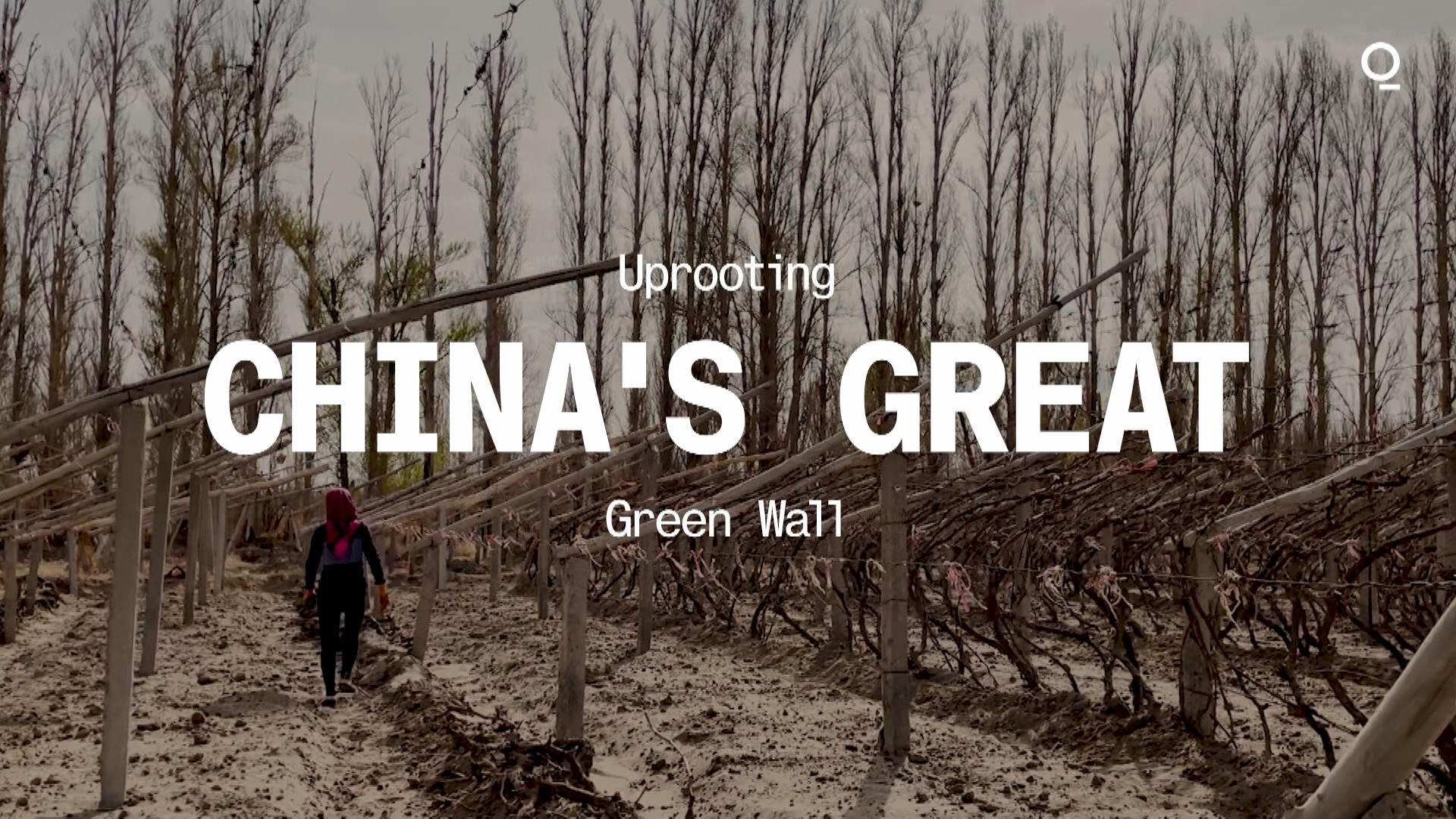 Uprooting China's Great Green Wall - Bloomberg