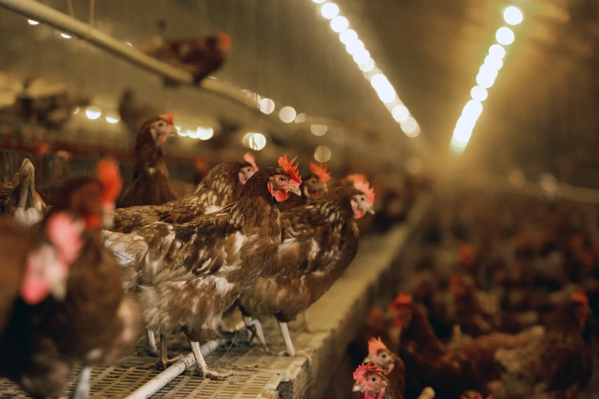 Supply Chains Latest: Bird Flu Threat to U.S. Chicken Farms - Bloomberg
