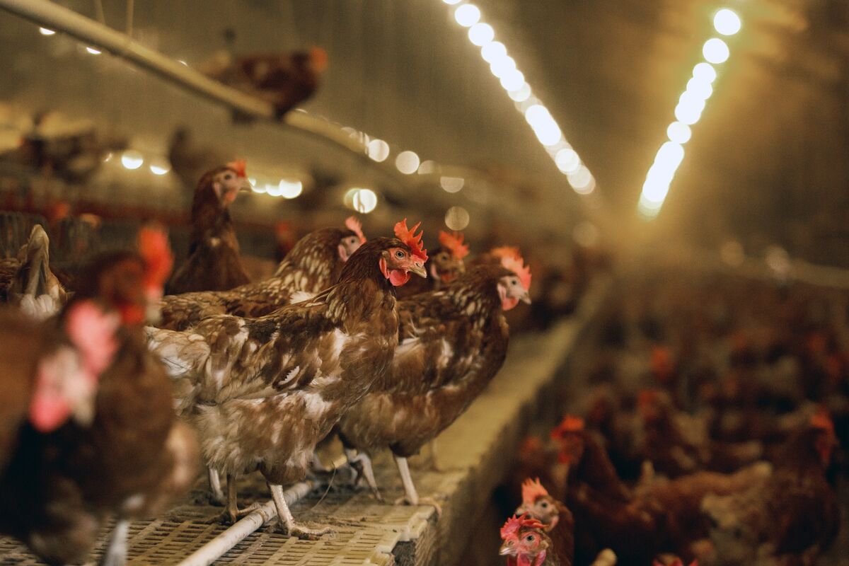 Supply Chains Latest: Bird Flu Threat to U.S. Chicken Farms - Bloomberg