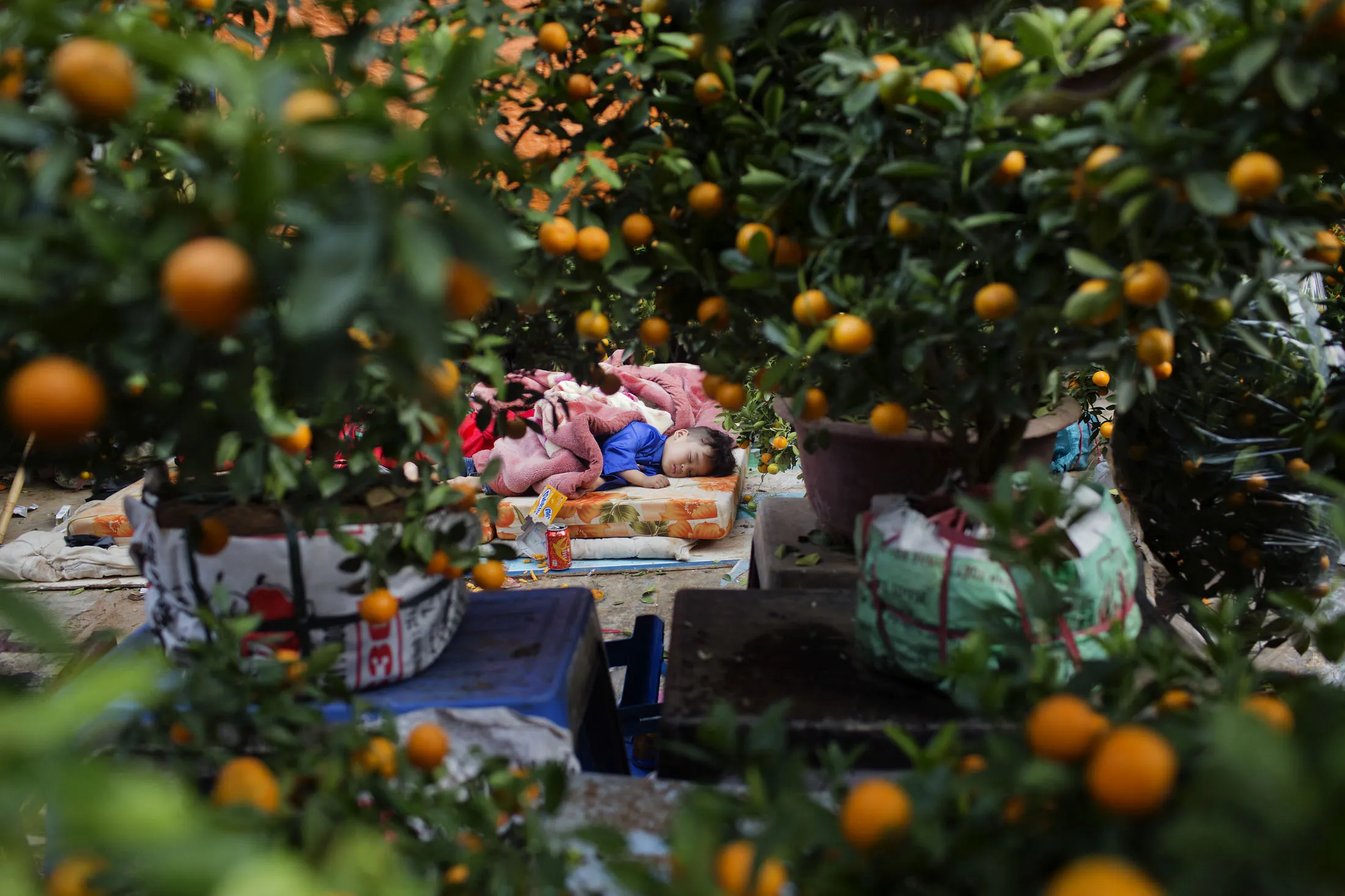 A child sleeps on a mattress near kumquat plants for sale at a street market ahead of the Vietnamese Lunar New Year holiday, known as Tet, in Hanoi, Vietnam, on Tuesday, Jan. 24, 2017. Vietnam has been enjoying a foreign investor-led economic boom for years as it transformed from mainly an exporter of agricultural commodities, such as rice and coffee, to a Southeast Asian manufacturing hub.