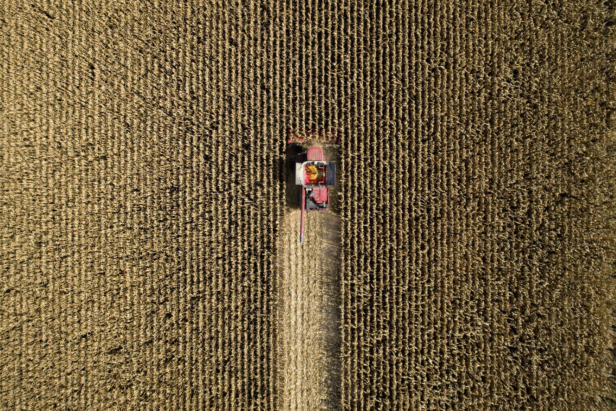 Corn Harvest As Futures For Delivery Gain