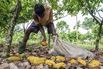 Cocoa Farming as Good Weather Boosts Harvest in Ivory Coast