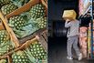 New York’s Biggest Produce Market Is at a Breaking Point