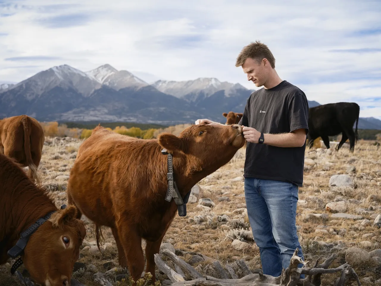 Halter CEO Craig Piggott with a cow sporting one of the company's AI-powered collars.