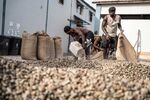 Workers fill sacks with cashew nuts at a factory in Tanji, Gambia.