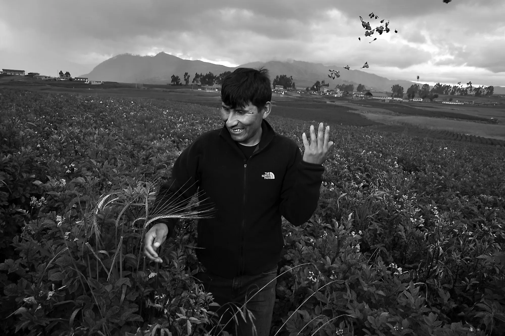 Manuel Choqqur oqque glides through rows of potato blossoms, plucking and tossing purple petals into the air like confetti.