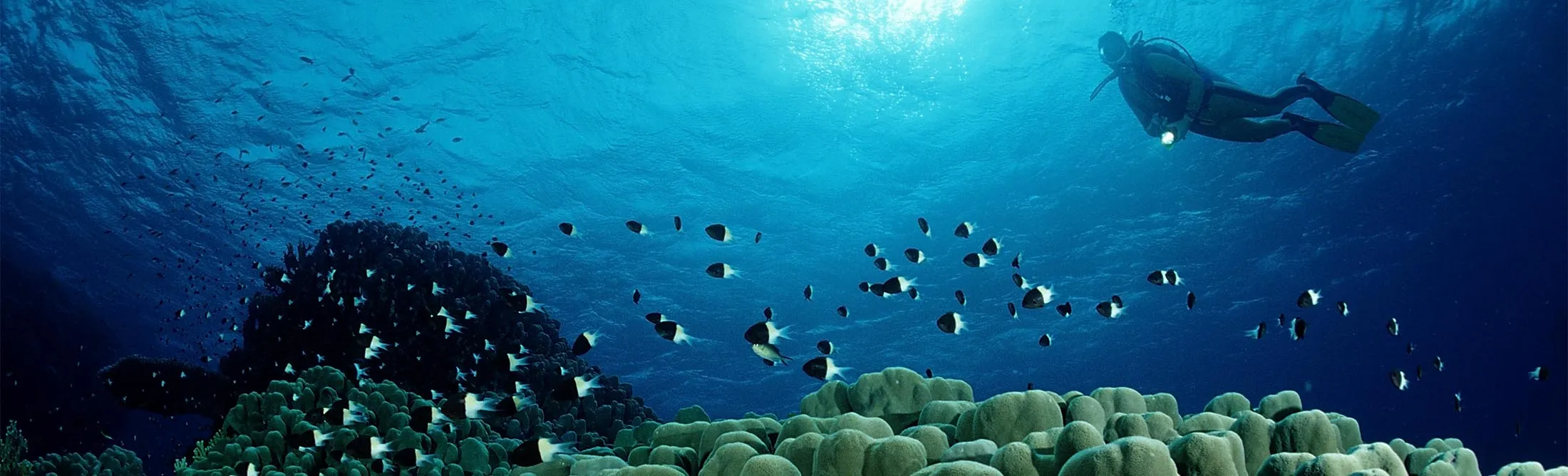 A hard coral reef in the Red Sea.
