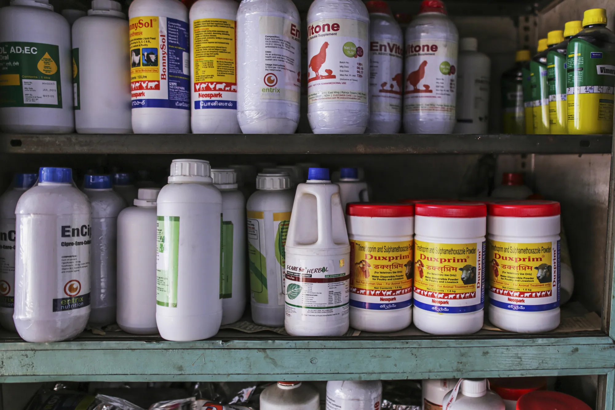 The Poultry Industry In Ranga Reddy District