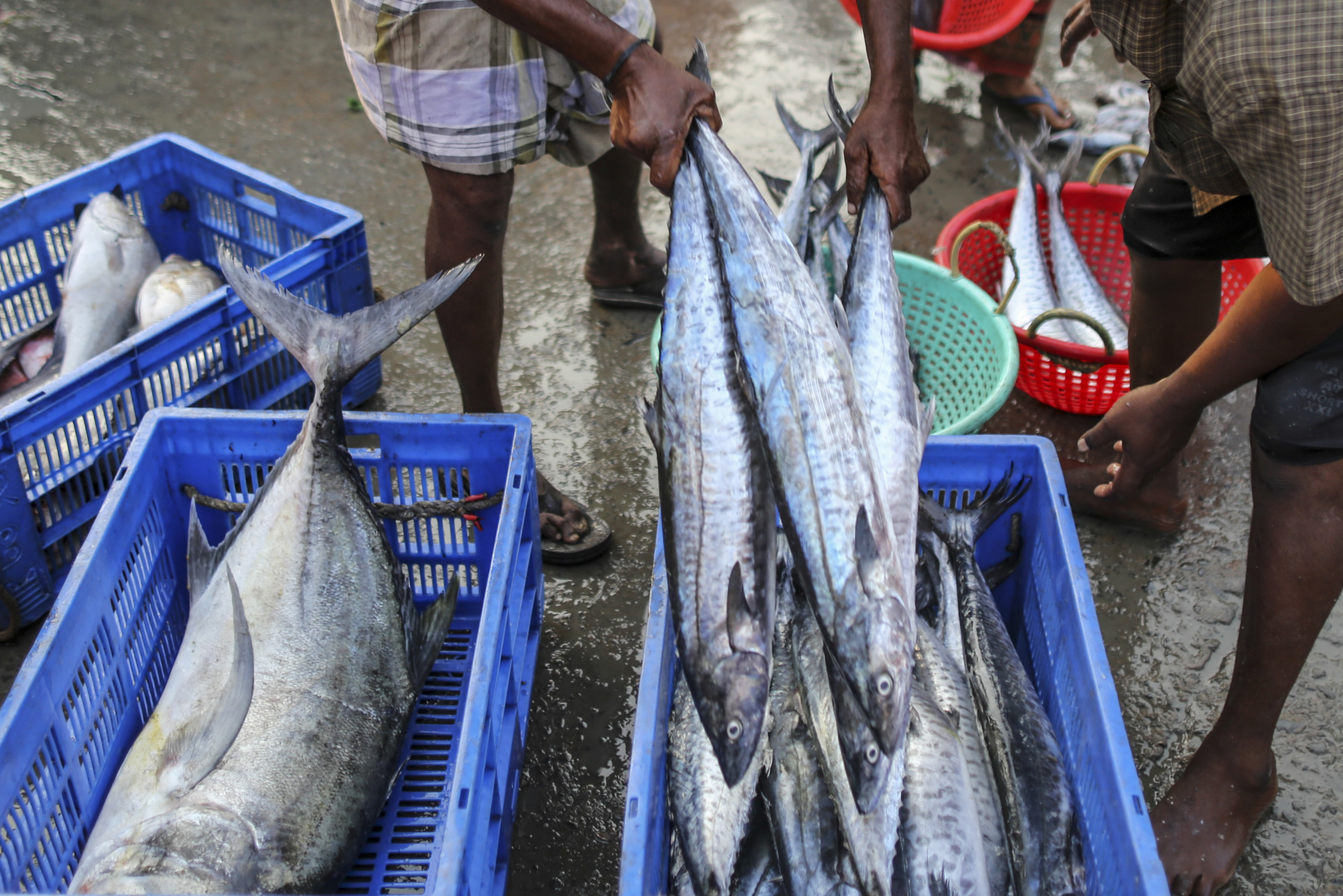 India Said to Oppose an Immediate Scrapping of Fishing Subsidy