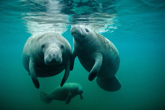 Nobody Knows How to Wean Manatees Off Coal Plants
