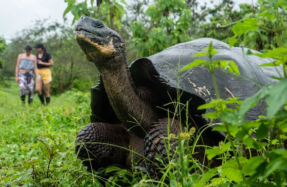 Galapagos Targets 100% Vaccination by May to Lure Tourists Back