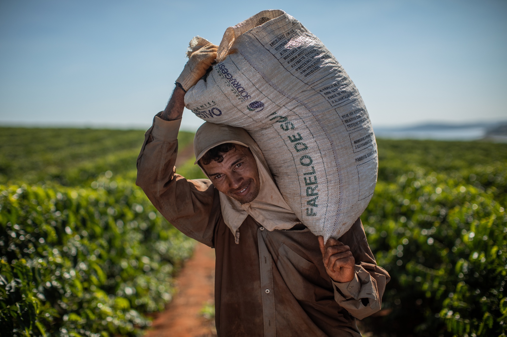 Robusta harvest advances in the main producer regions of Brazil