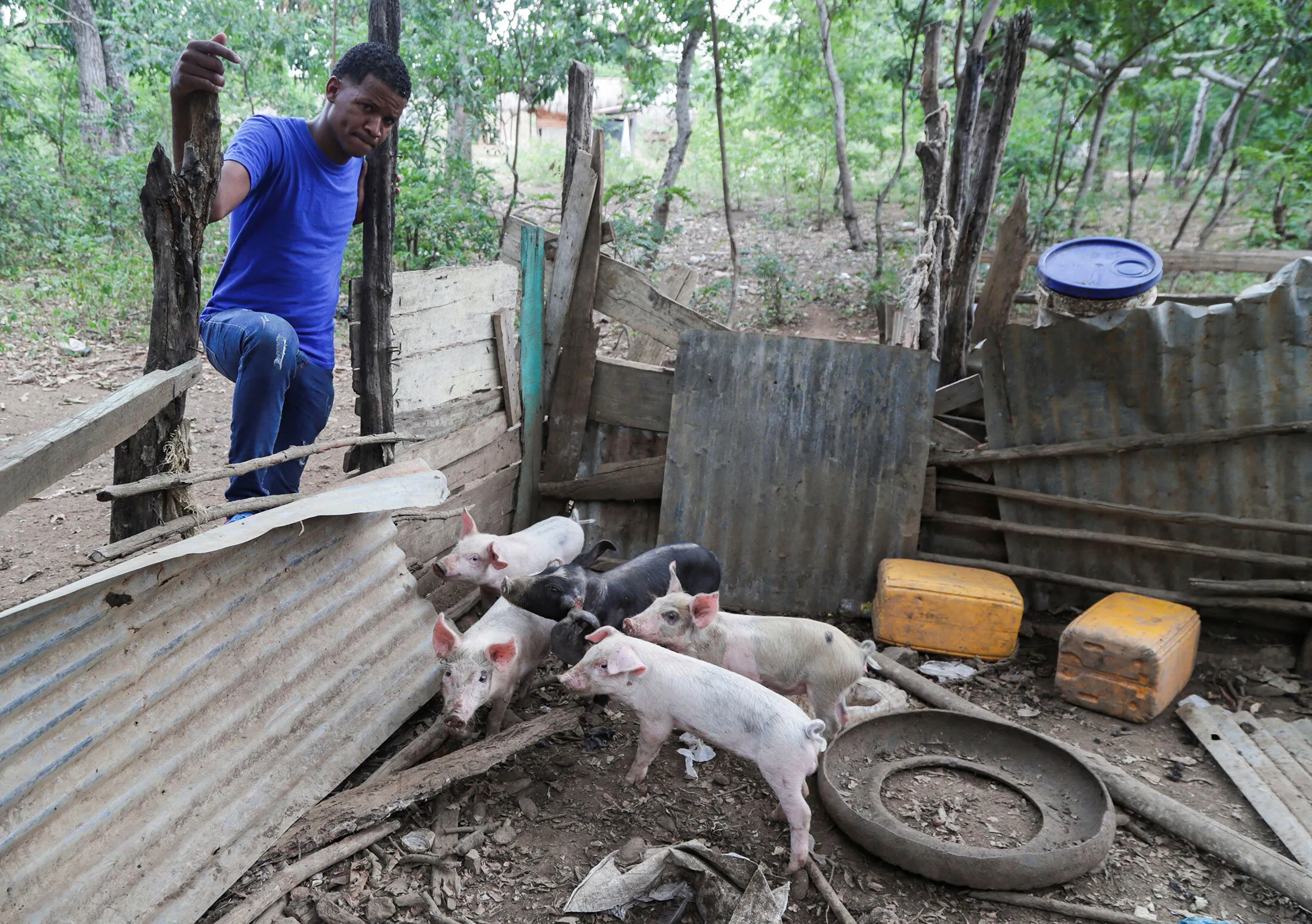 A pig farm in the Dominican Republic.