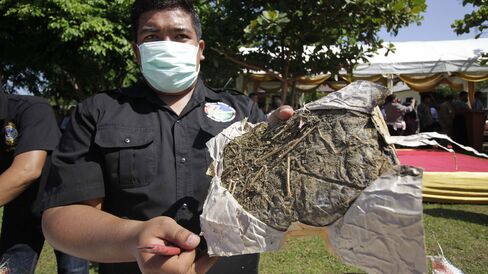 Indonesian narcotics police destroy 11.6 tons of dried marijuana and 682 thousand stem cannabis at the national police headquarters in Aceh, Indonesia, on May 19, 2015.