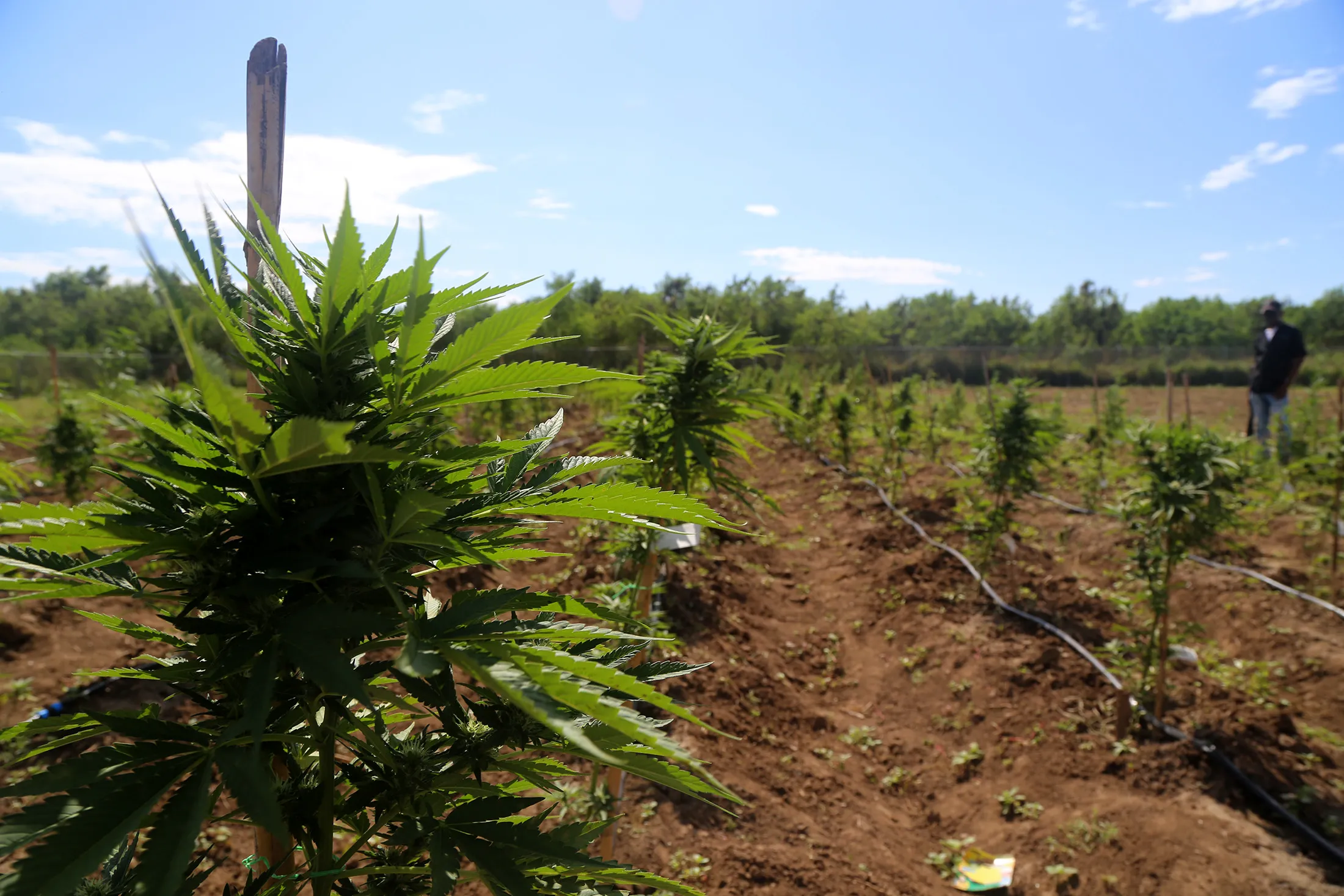 Pot Plants Thrive on Aphria Farm in Jamaica - Bloomberg