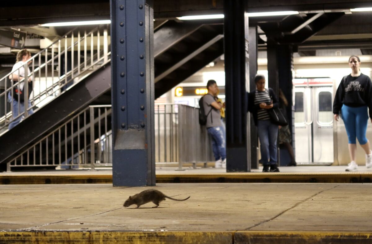 NYC to Host National Urban Rat Summit as Mayor Says His Policies Curbed ...