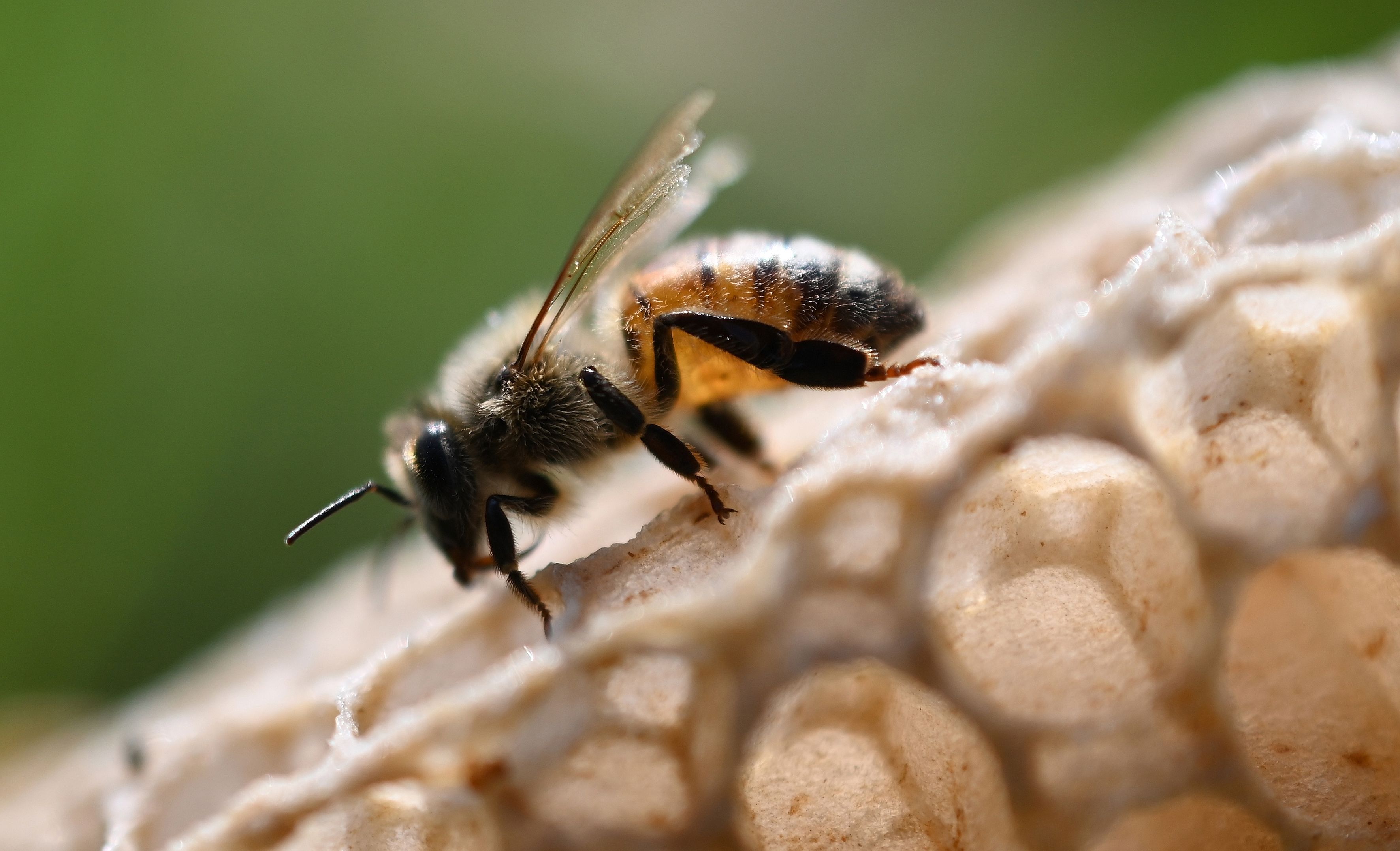 What happens when the worker bees don’t work?&nbsp;