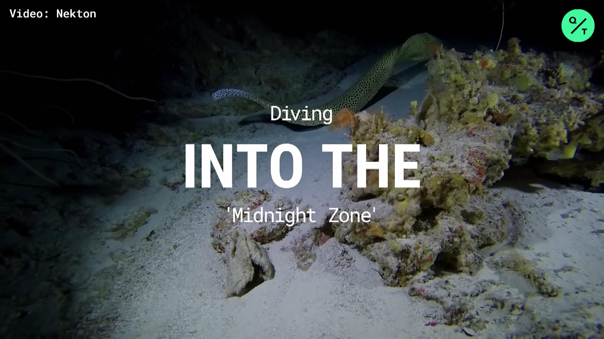 Watch Diving Into The 'Midnight Zone' - Bloomberg