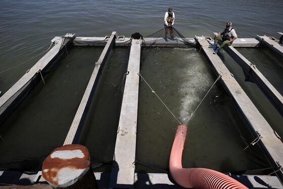 Climate Change Hits Sushi Supply Chain Amid California Water War
