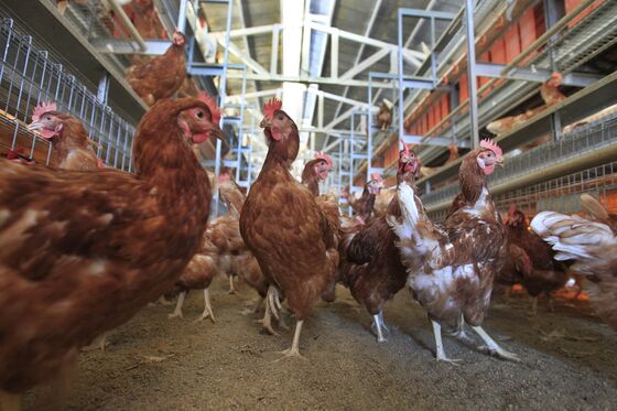 Egg Tracker Finds More Companies Report Cage-Free Progress