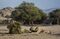travel-namibian-desert-lions-bloomberg-13