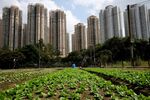 These high-rise apartments in Hong Kong are urban, but what about the vegetable farm beside them?