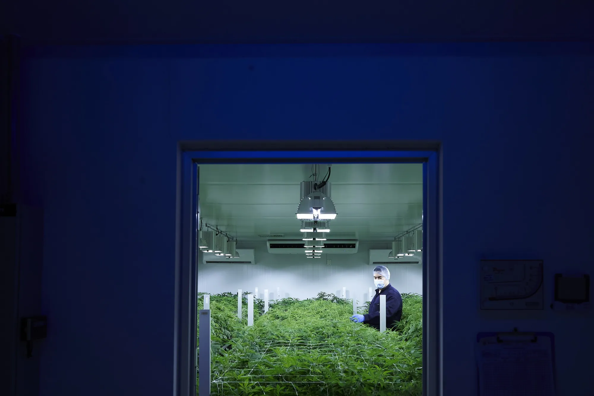Cannabis plants inside the Burey greenhouse in Pando, Uruguay.