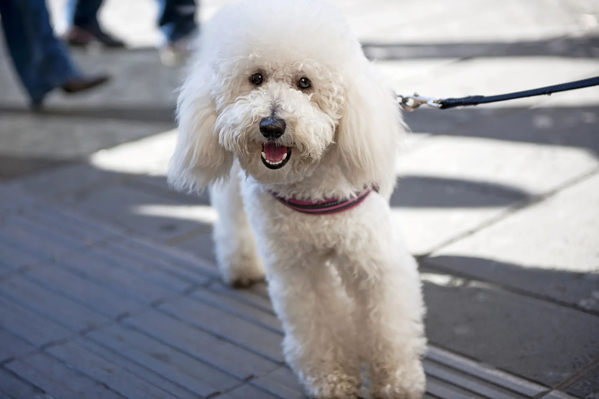 dog walking