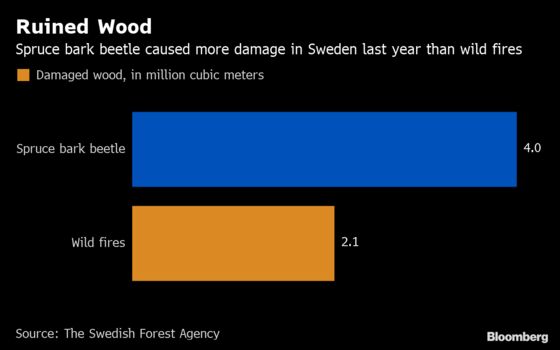 This Tiny Bug Could Put a $625 Million Hole in Sweden's Forests