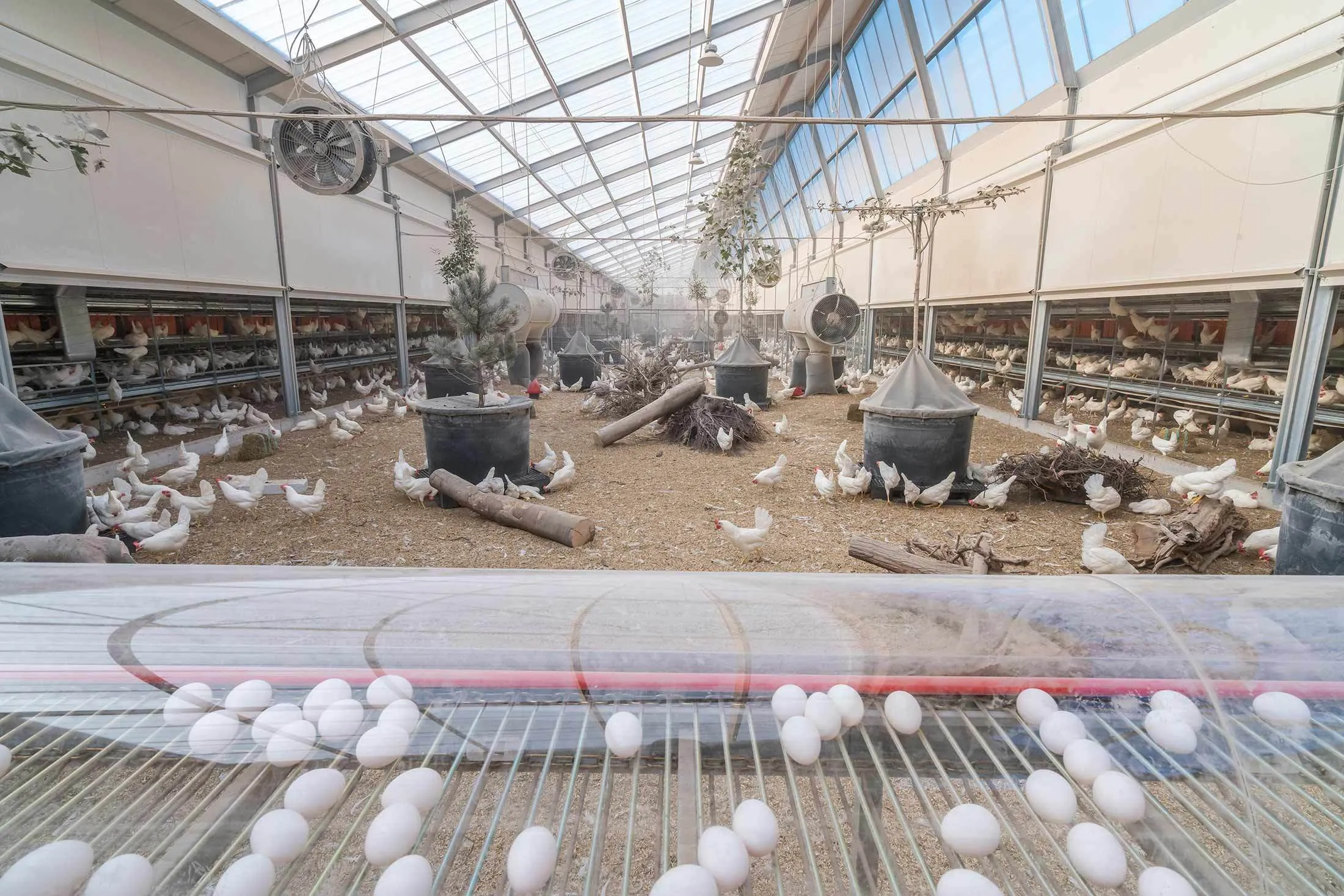 A Kipster farm in the Netherlands.