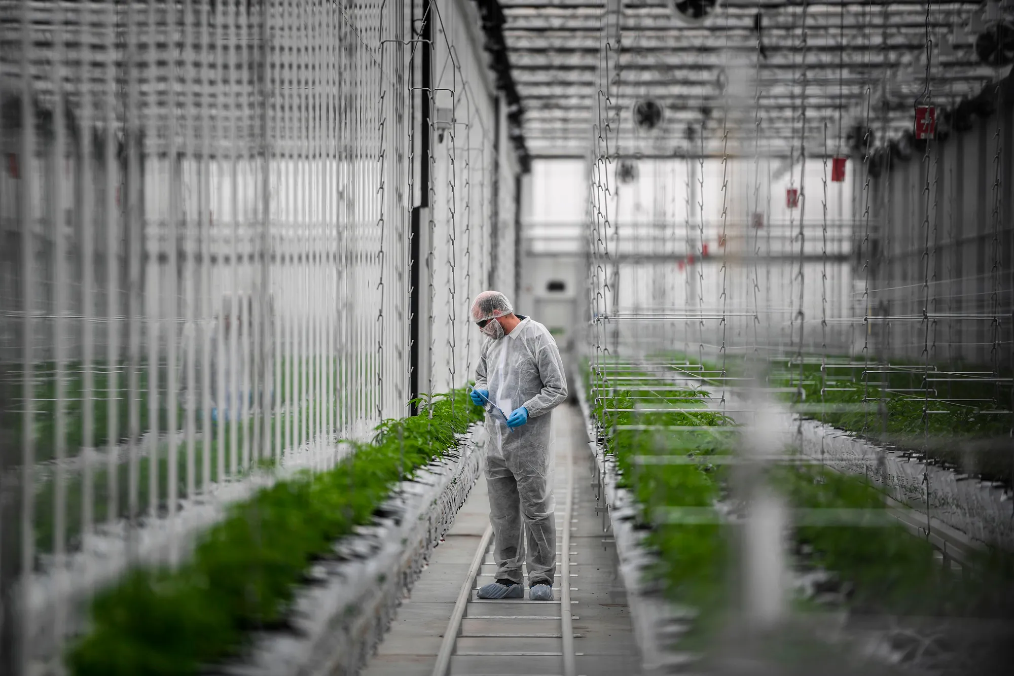 TOPSHOT-PORTUGAL-CANADA-INDUSTRY-PHARMACY-DRUGS-CANNABIS