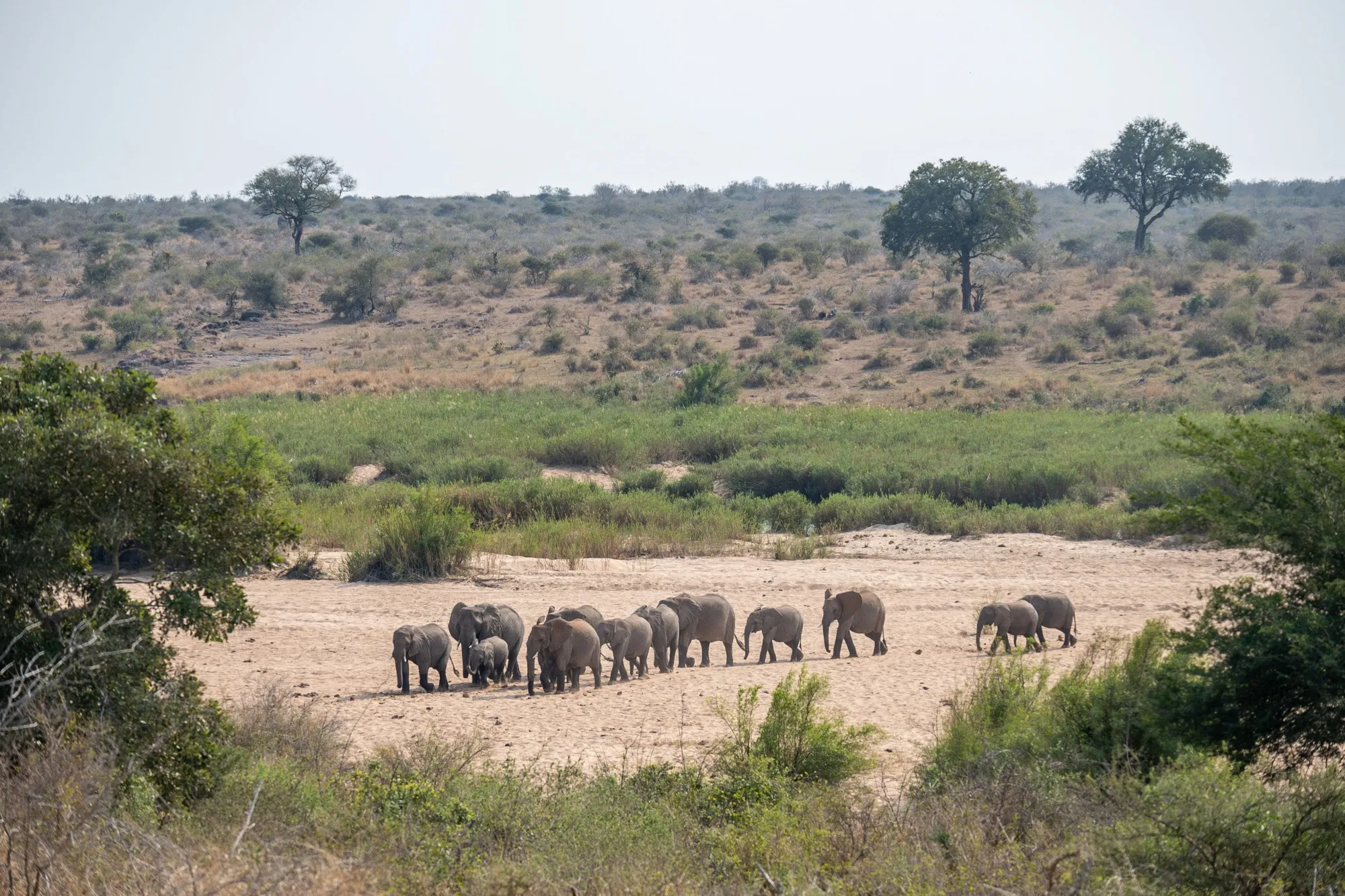 The Kruger National Park is one of South Africa’s biggest tourist attractions.