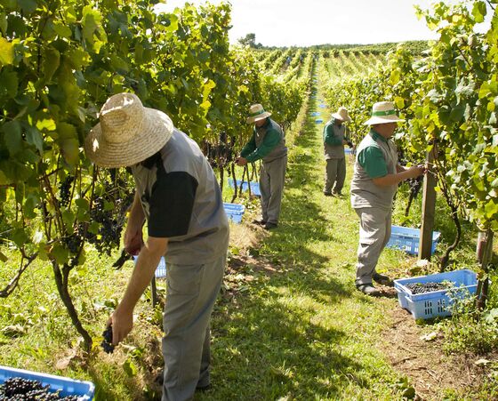 As Threat of European Wine Looms, Brazil Industry Seeks Aid